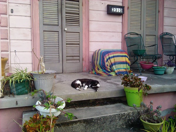 Picture of cat sleeping on front steps of a New Orleans house on a hot evening