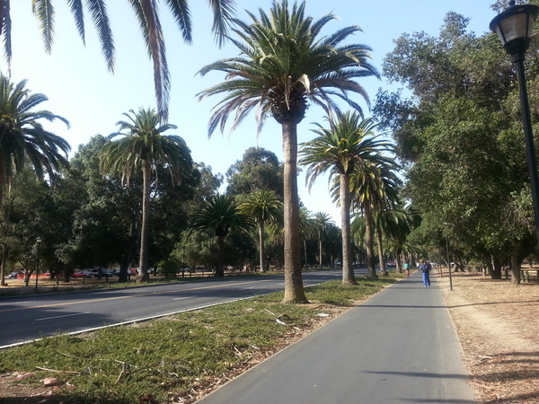 Palm Drive, leading to Stanford University